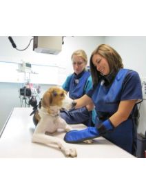 Veterinary Economy X-Ray Lead Mittens